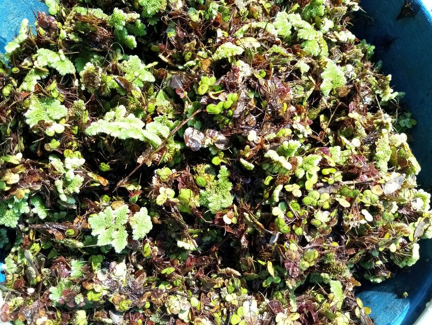 แหนแดน แหนเป็ดอาหารสัตว์ 2