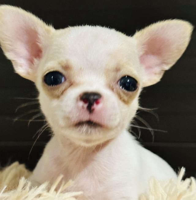 เด็กชายชิวาว่าสายเลือดแชมป์เวียดนาม