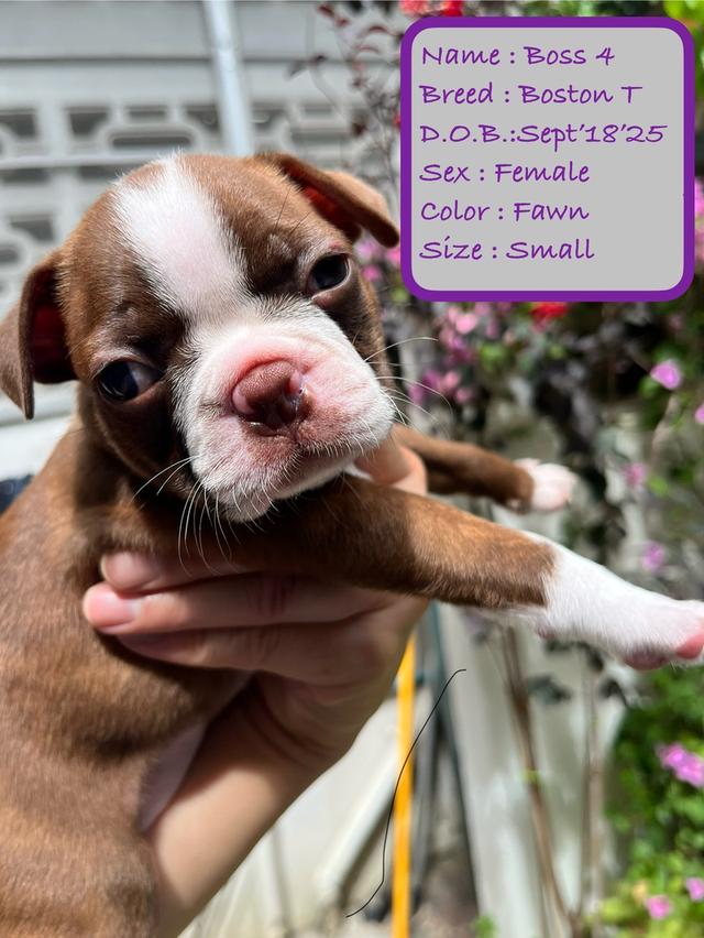 บอสตันเทอร์เรียร์