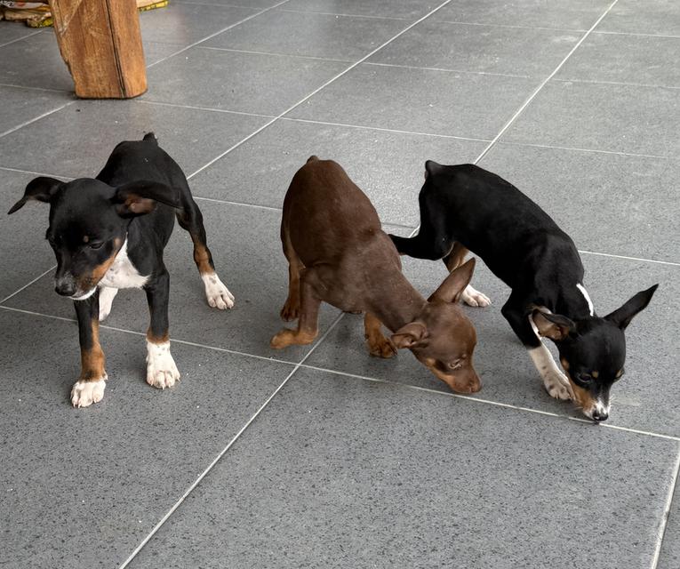 ลูกสุนัขพันธุ์มิเนเจอร์ (Miniature Dogs) 17