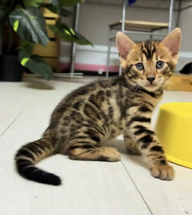 เบงกอลสายพันธุ์แท้ ภูเก็ต