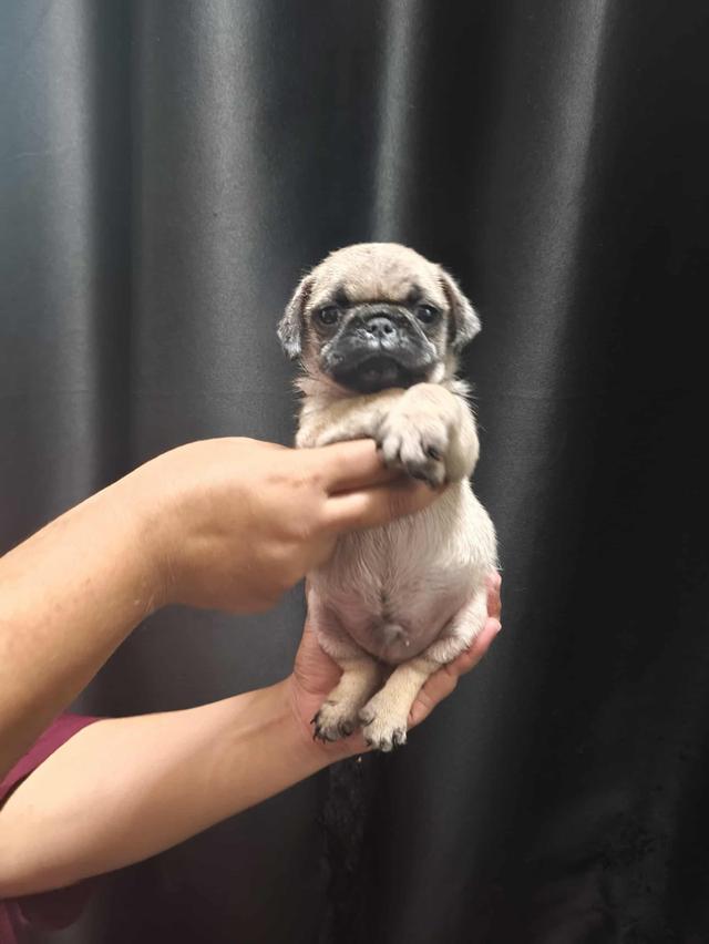 หมาปั๊ก