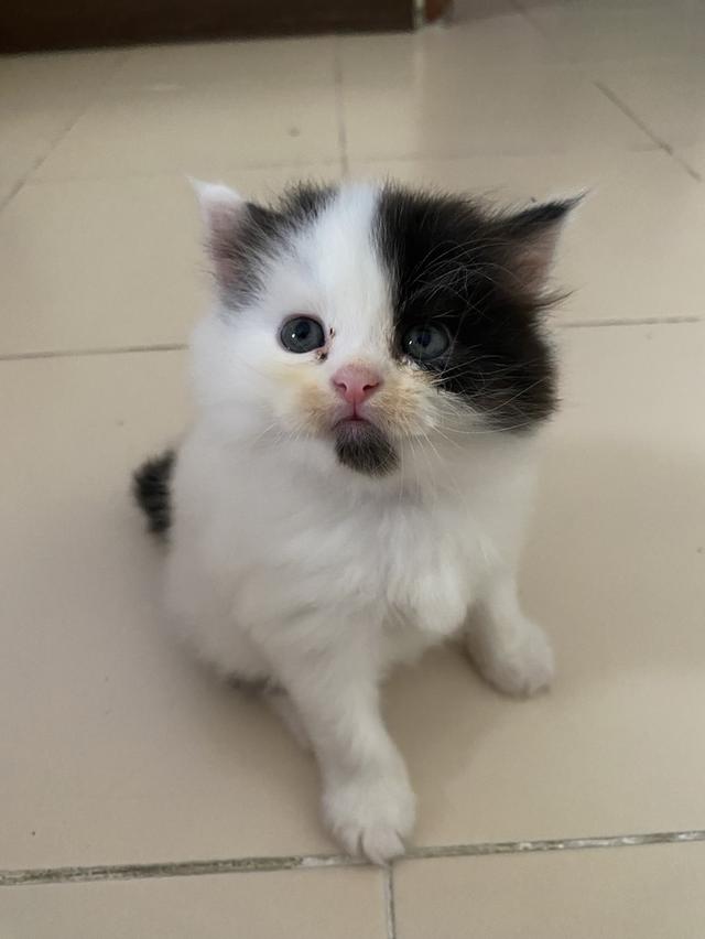 เปอร์เซีย