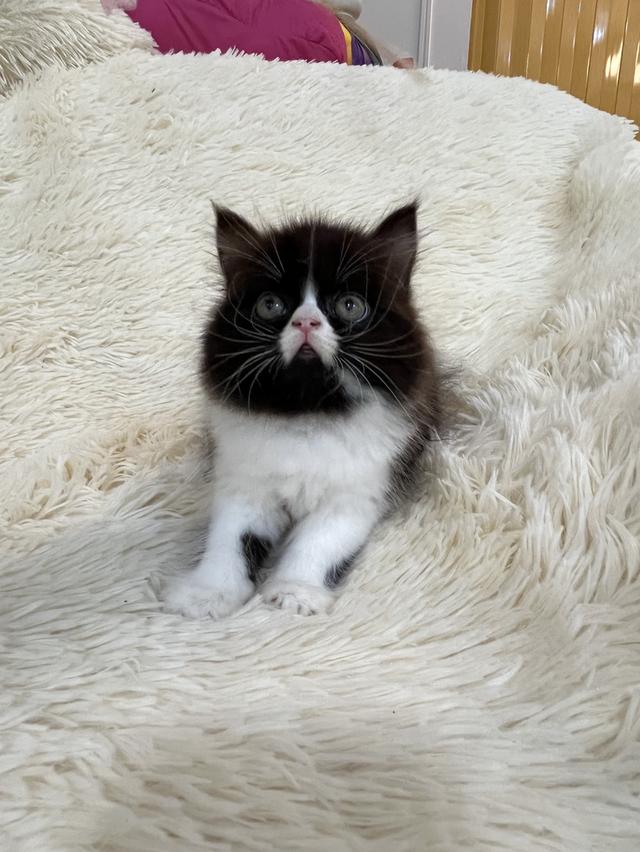 แมวเปอเซีย ดำขาว 🔥🔥🙂🙏 รูปที่ 7