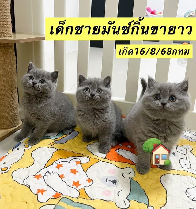 มันช์กิ้นขายาว