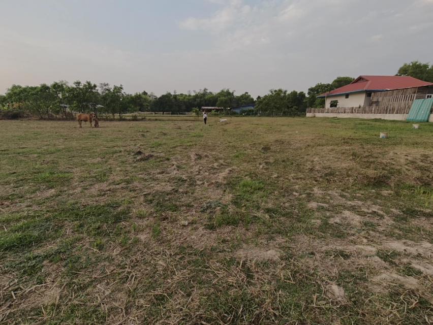 ขายที่ดินแปลงใหญ่ บ้านทุ่งขุนน้อย อุบลราชธานี ** เพียง 1.5 ลบ. ฟรีโอน ** (N.2029) 10
