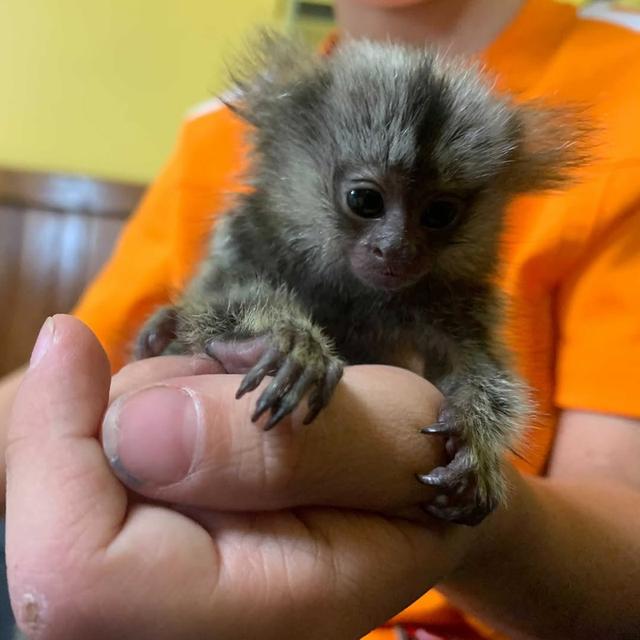 Hand Raised Marmoset Monkey for Sale