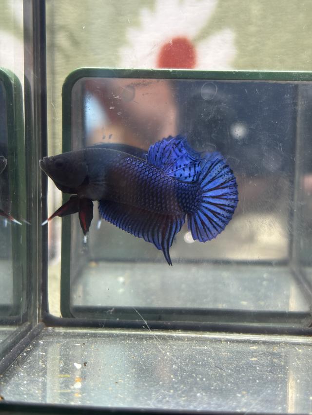 ปลากัดหม้ออินโดลูก100