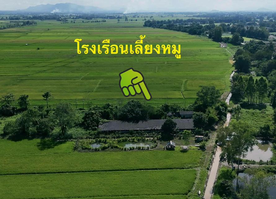 ขายที่ดินเกษตรกรรม 13 ไร่เศษ อ.เวียงชัย จ.เชียงราย 10