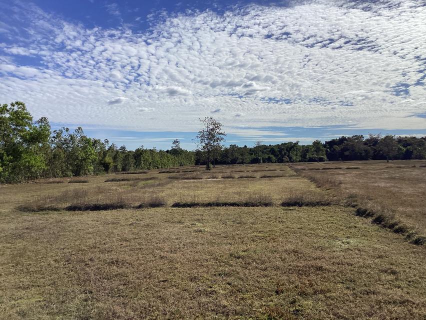 ขายที่ดินการเกษตร59ไร่ อ.เมืองนครพนม 3