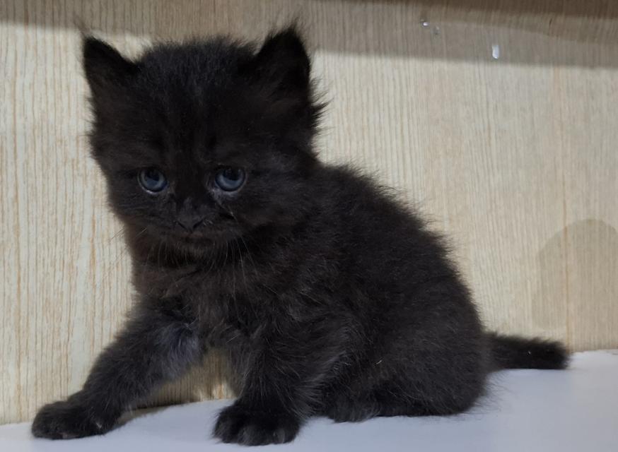 ลูกแมวบริติช British Shorthair , British Longhair รูปที่ 5