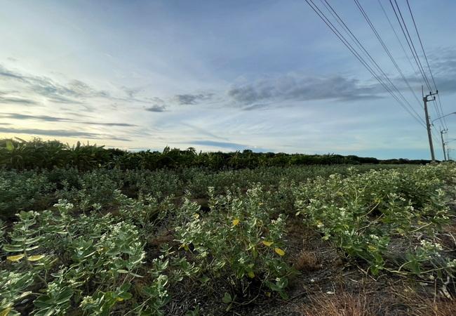 ขายที่ดิน ไทรน้อย นนทบุรี ถนนบางกรวย-ไทรน้อย เนื้อที่ 43-0-78 ไร่ ทำเลดี 8