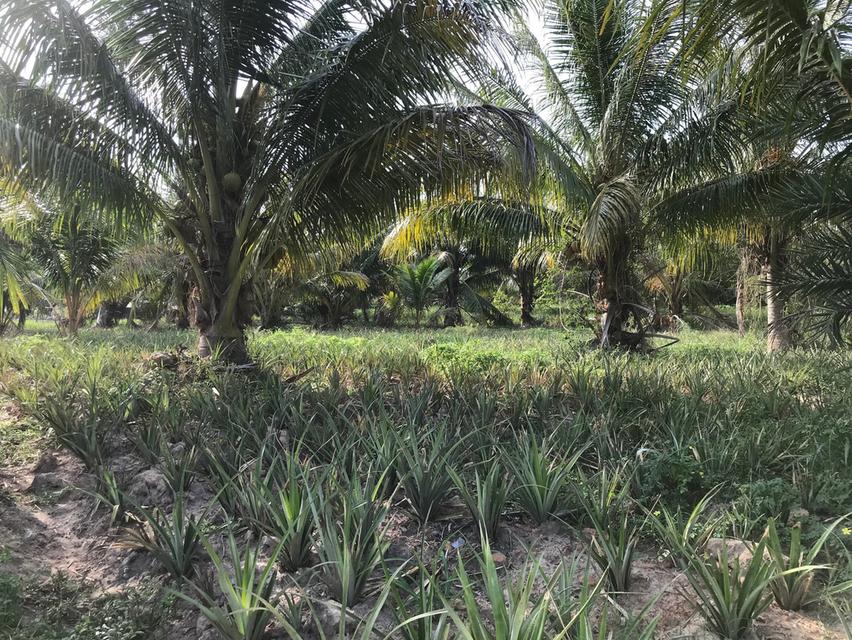 ที่ดินสวย ทำเลดี ราคาถูก 3