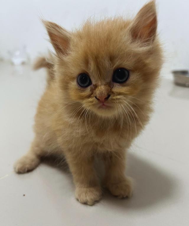 แมวเปอร์เซียแท้ หน้าตุ๊กตา