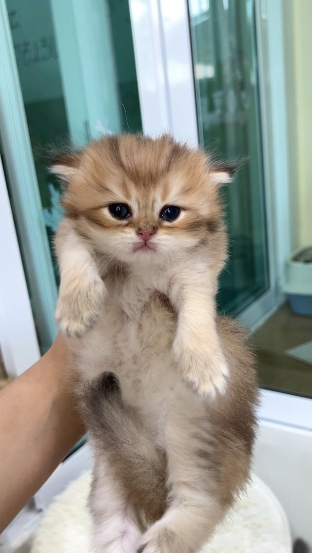 🧒 เด็กชายบริติช ตะมุตะมิ