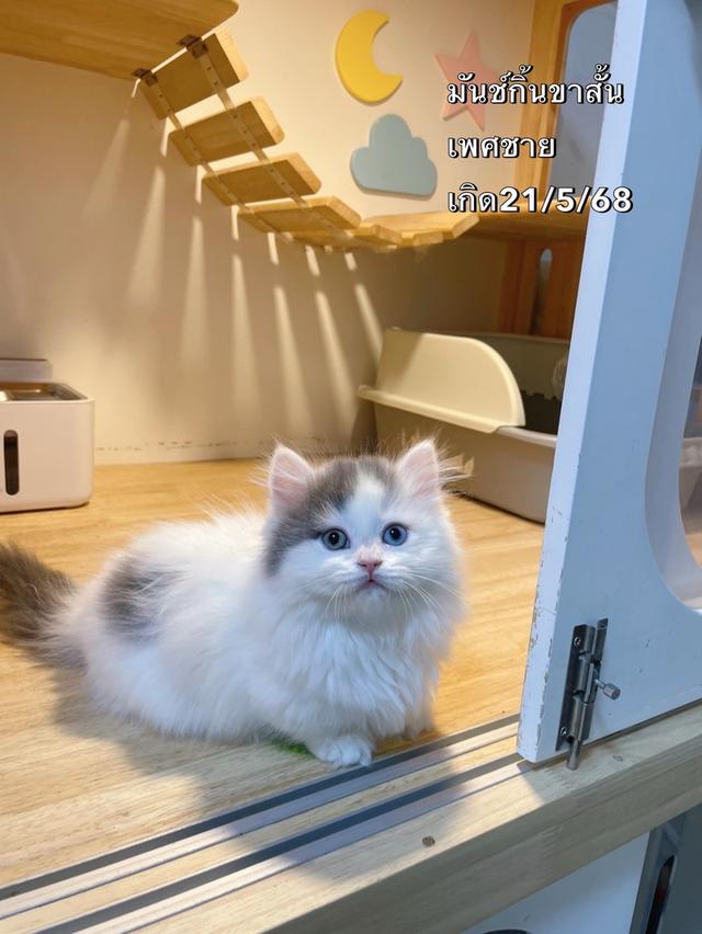 มันช์กิ้นขาสั้น