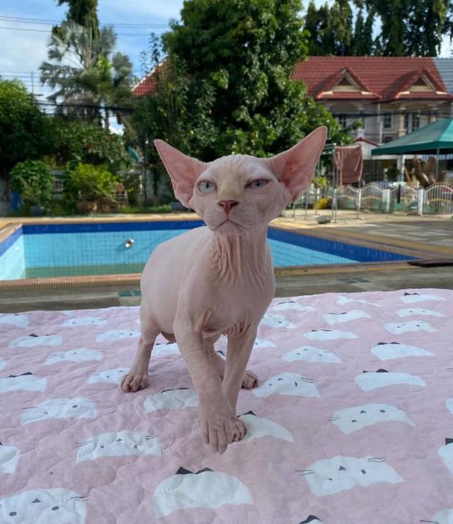 4.แมวสฟิงซ์ เพศผู้ Sphynx Cat Male