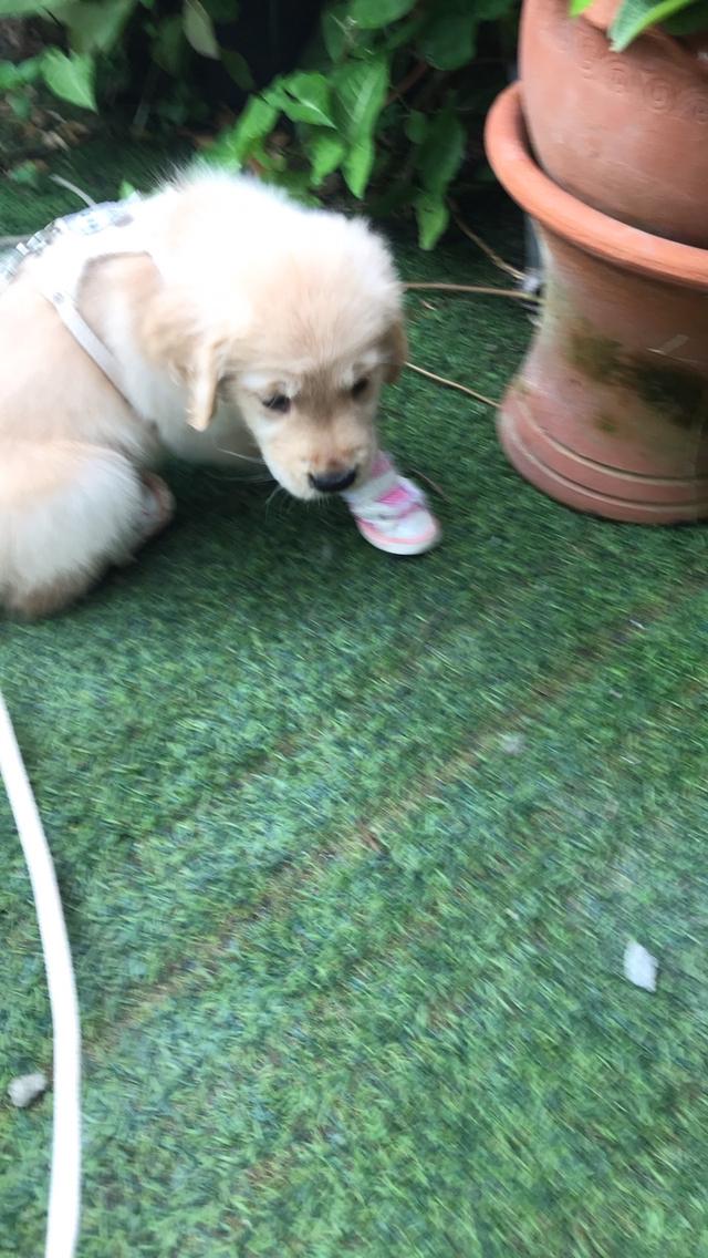 ลูกโกเด้น