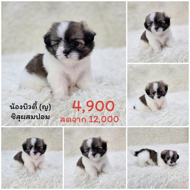 ปอมผสมชิสุพร้อมย้ายบ้านแล้วจ้า