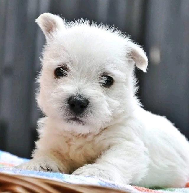 ลูกหมา West Highland White Terrier 