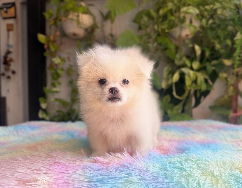 ปอมผสมชิวาวาสีขาวครีมเพศเมียพิกัดรามอินทรา