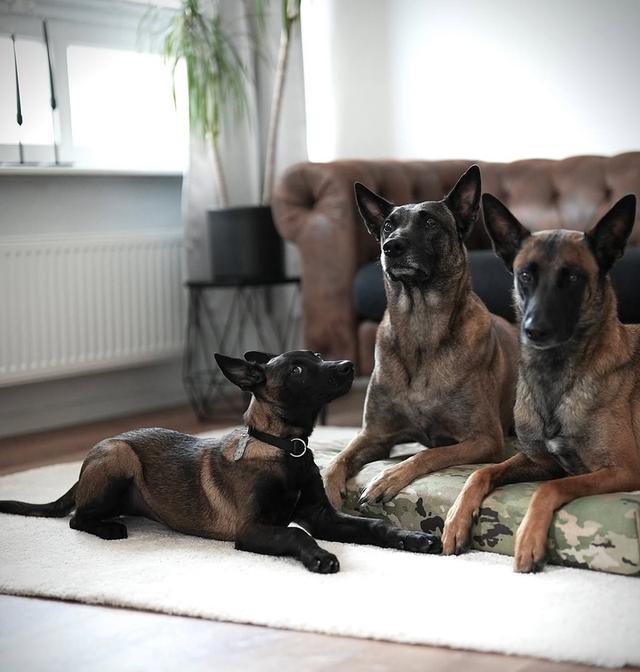 หาบ้านให้สุนัข Belgian Malinois ราคาดีมาก