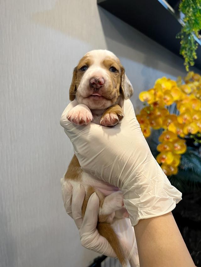 ❌ขายแล้ว❌ดัชชุน มินิดัชชุนขนสั้น เพศผู้ สี PIEBALD ราคา 10,300บาท