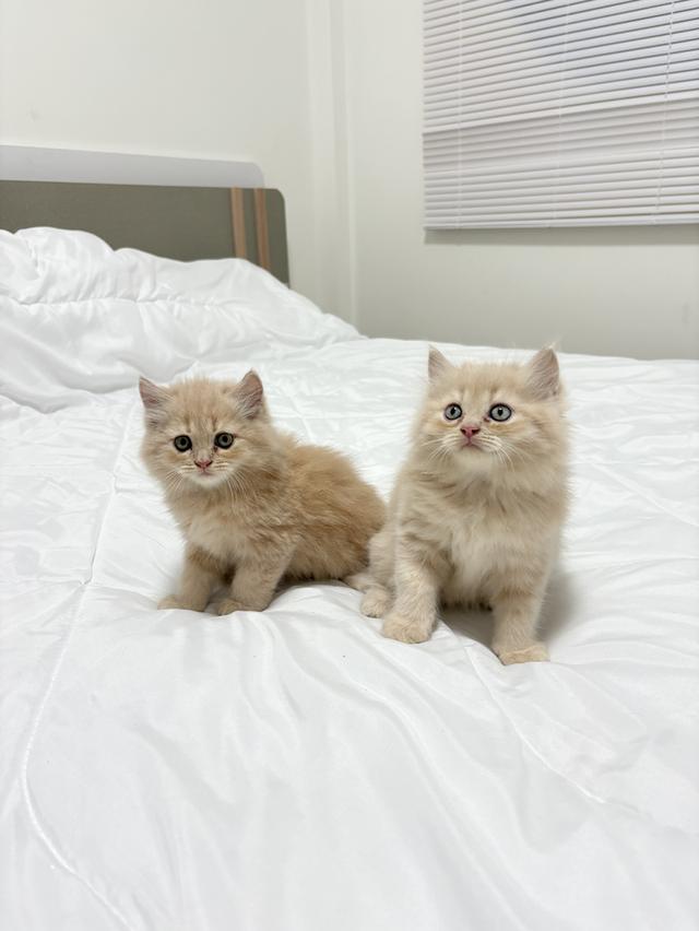 ❌🏠ได้บ้านแล้ว เปอร์เซียแท้ เทาครีม พร้อมย้าย 6