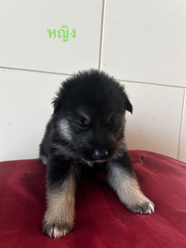 น้องหมาไซร์ผสมเยอรมันเชพเพิร์ด