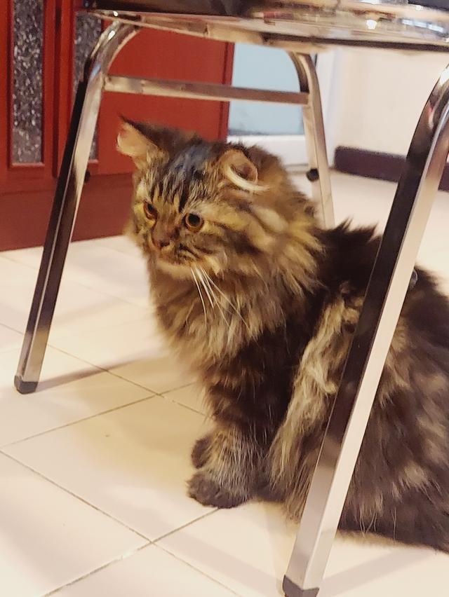 Cat for sell 13