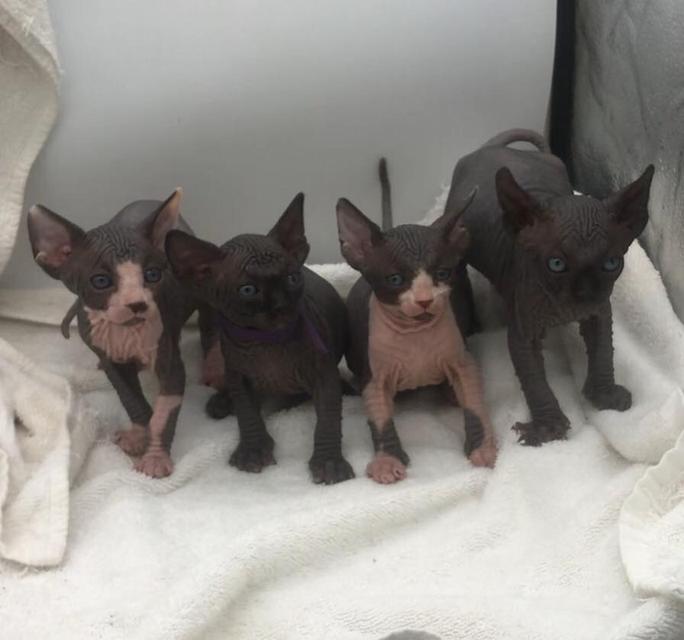 Sphynx Kittens | WhatsApp me : +971 58 208 8241