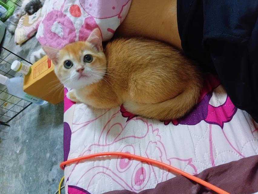 บริติช 2