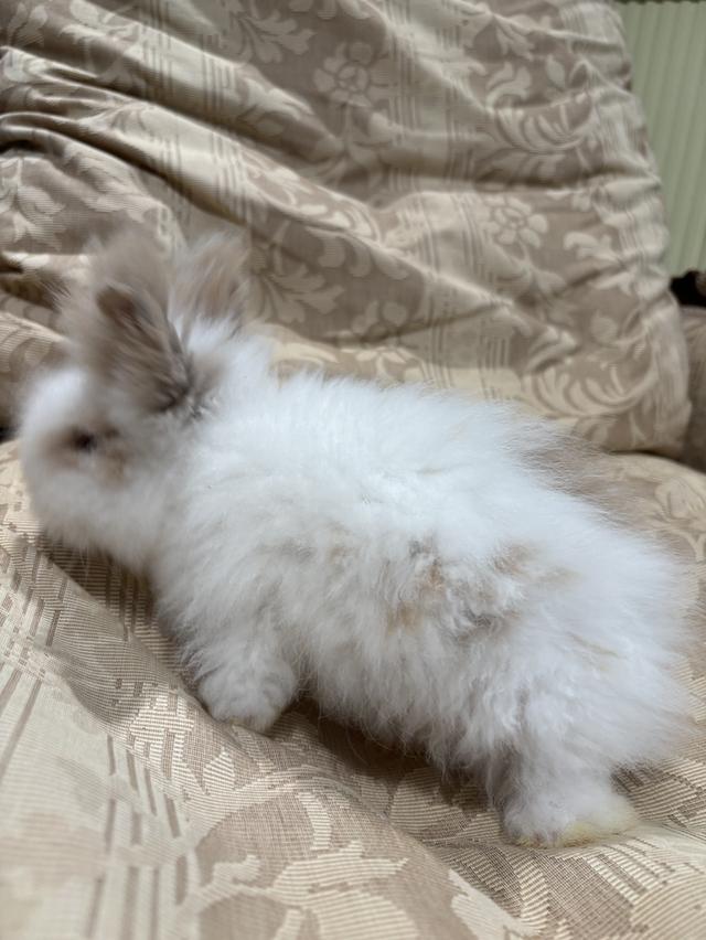 Teddy Bear Rabbit