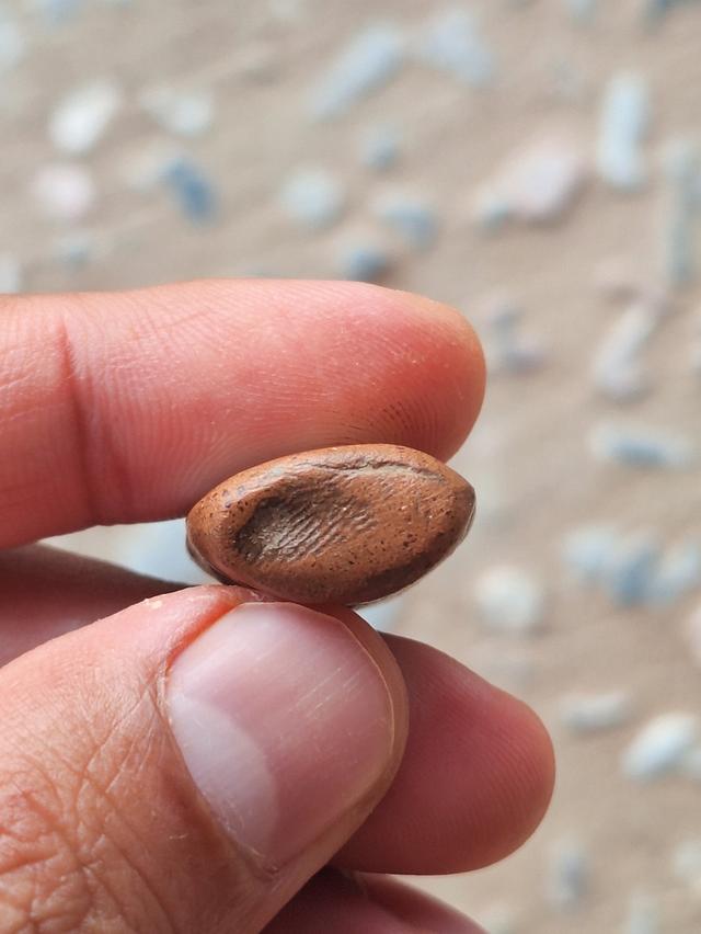 พระลีลาเม็ดขนุน กรุทุ่งเศรษฐี รูปที่ 5