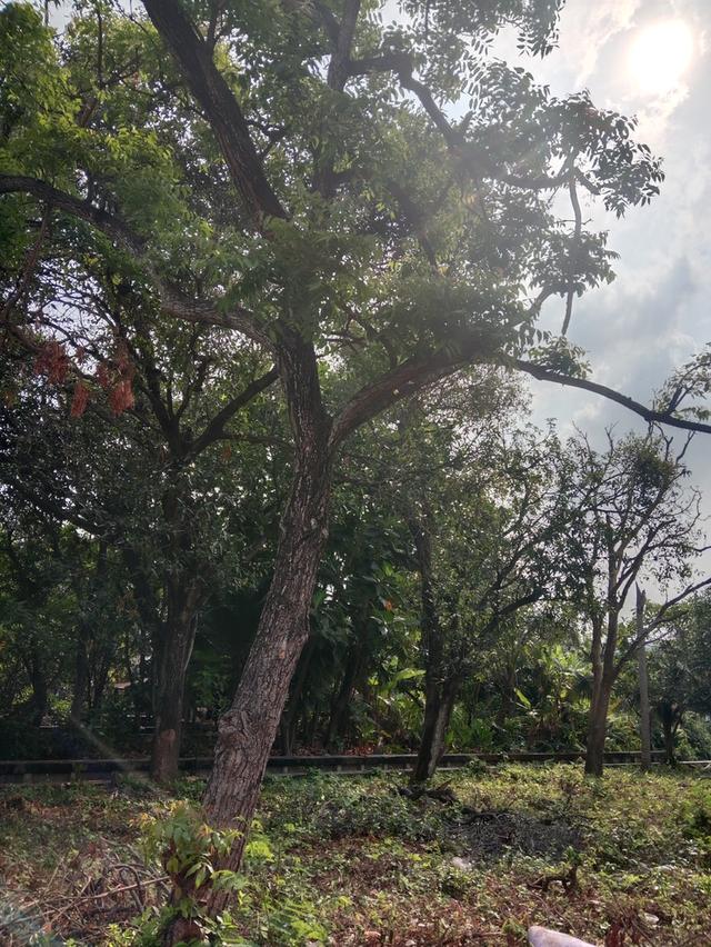 ที่ดินเปล่าติดคลองบางพหรม 2