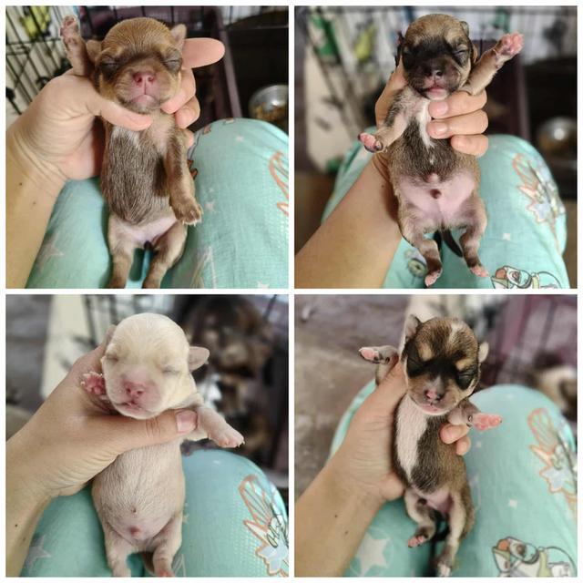 เปิดจอง /ผ่อน ชิวาว่าเเท้ขนสั้น 