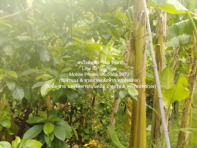 ขายที่ดินเกษตรกรรมผืนใหญ่ 3-0-27.3 ไร่ ถนนพิบูลสงคราม นนทบุรี ราคา 62 ล้านบาท