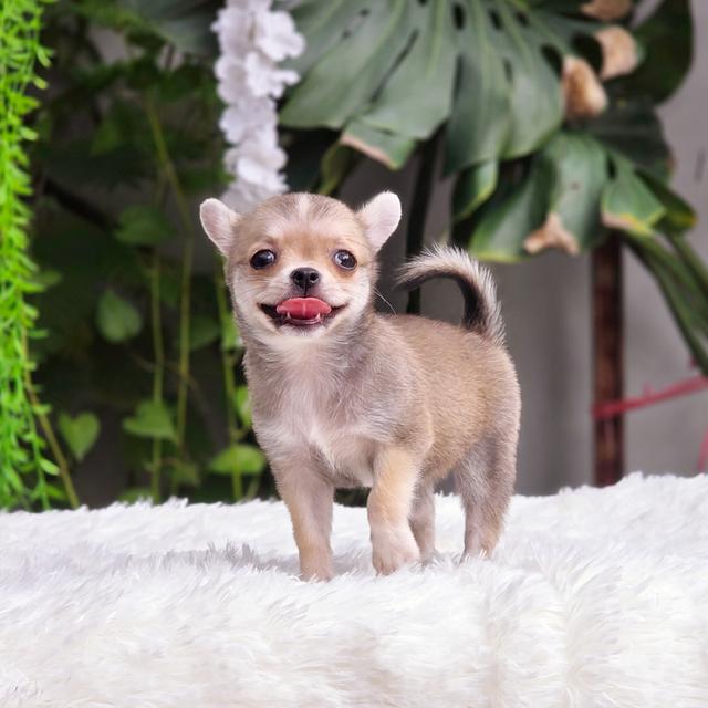 น้องกระรอก ชิวาวาขนสั้นสีกระรอกอายุ2เดือนพร้อมแสบพร้อมซน