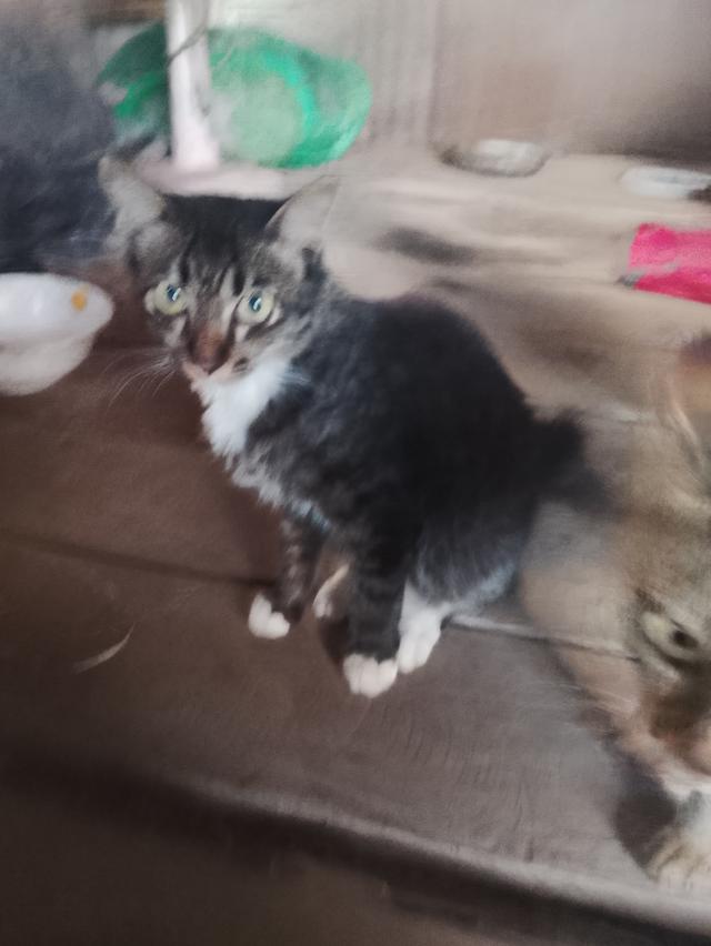 สัตว์เลี้ยงน้องแมวพันธุ์ผสม