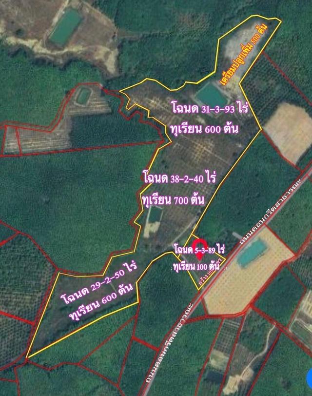 ขายราคาถูก สวนทุเรียนโฉนดรวม 106 ไร่ อ.เมือง จ.ตราด 3