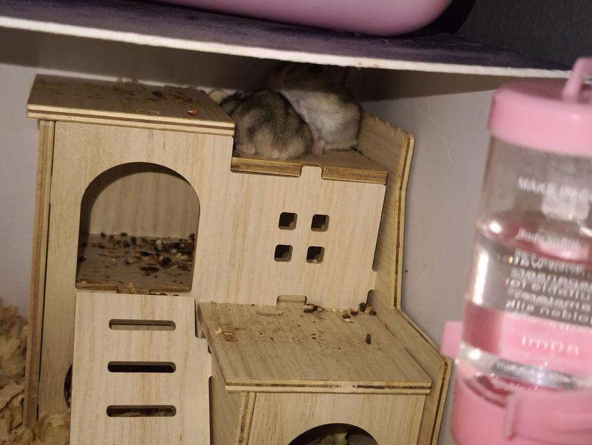 หนูแฮมสเตอร์ วินเทอร์ไวท์ (Winter White) 6