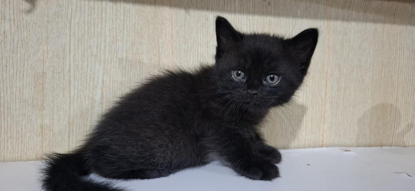 ลูกแมวเปอร์เซีย+ลูกครึ่งเปอร์เซีย