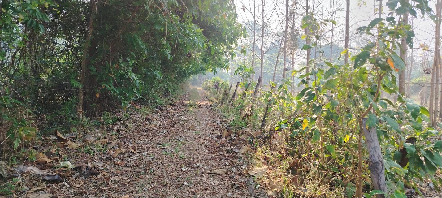 ที่โฉนดวิวเขา ห่าง อบต 1กิโล ที่หน้ากว้างติดถนน80เมตรวิวสวยมากใกล้ชุมชน 10