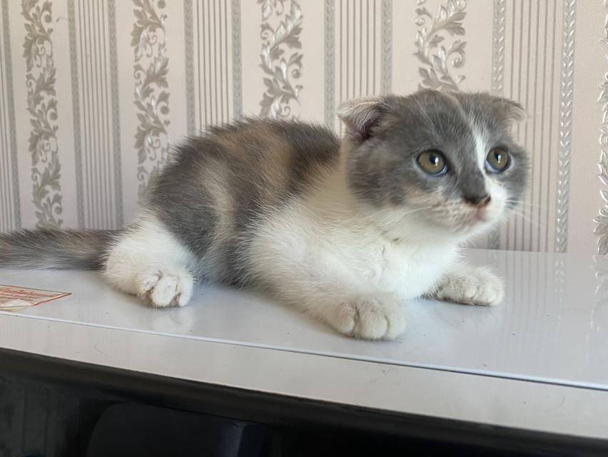 แมวสก็อตติสแท้ 100% ผญ หูพับ 8