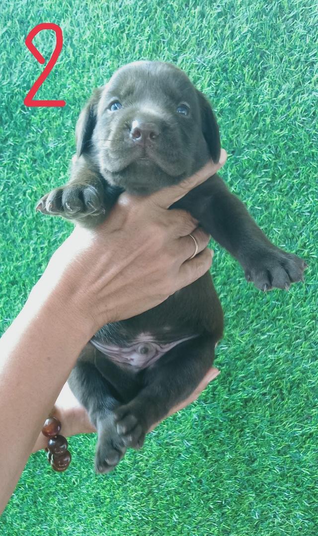 เปิดจองลูกหมา Labrador  4