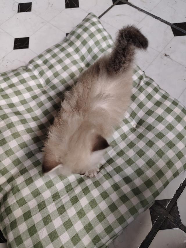 แมวเปอร์เซียหิลามายัน รูปที่ 3