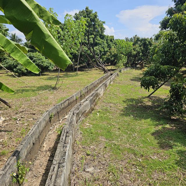 สวนลำไย 5 ไร่ อำเภอจอมทองจังหวัดเชียงใหม่ 10