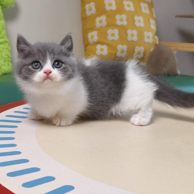 แมวมันช์กิ้น Munchkin short leg Oscat cattery chiangmai รูปที่ 6