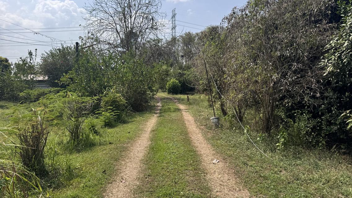 ขายที่สวน11 ไร่ พร้อมบ้าน2 หลัง มีรั้วล้อมรอบ ประตูรีโมท และรั้วล้อมสวน4ด้าน พร้อมต้นประดู่ ต้นกล้วย มะม่วง กระท้อน มะนาว มะกรูด 15