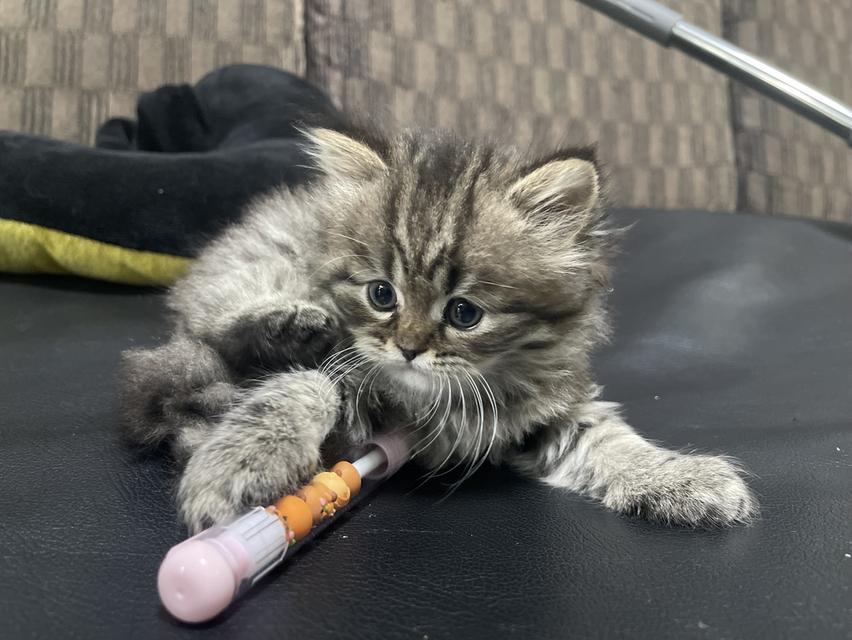 แมวเสือ(หญิง)เกิด 19/9/68 6